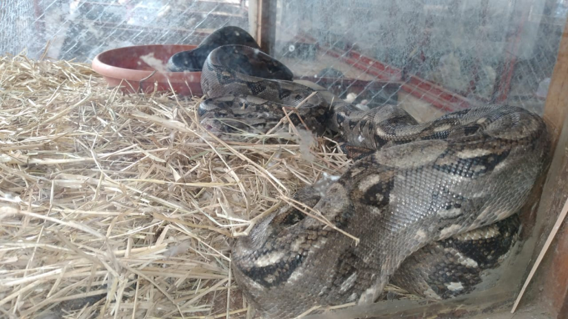 granja